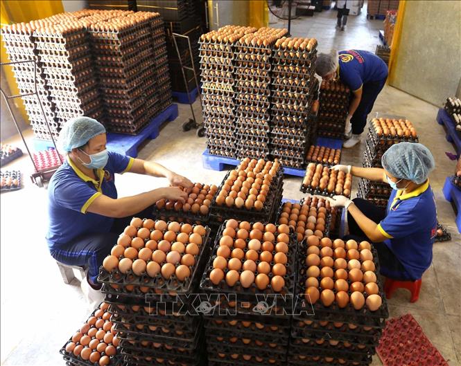 Ban hành Thông tư quy định về hạn ngạch thuế quan nhập khẩu mặt hàng muối, trứng gia cầm năm 2024